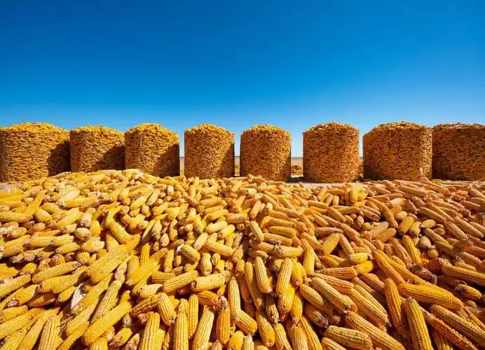 The United Nations: Restrictions on fertilizer and energy trade may trigger a food crisis.